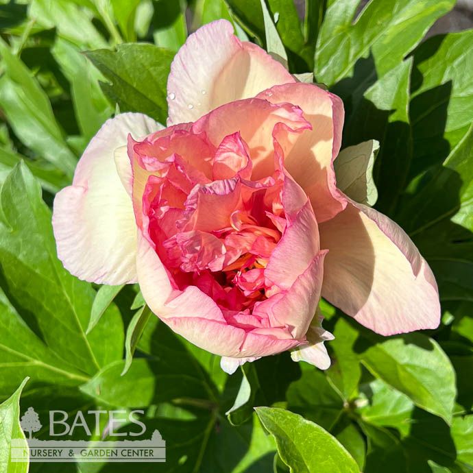 #3 Paeonia Scrumdidlyumptious/ Double Pink Itoh Peony