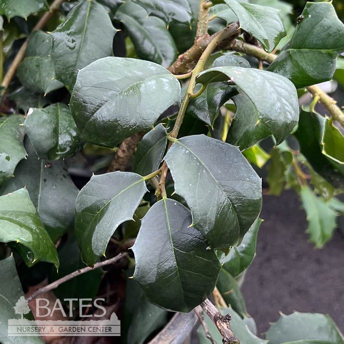 #3 Ilex opaca Ramblin&#39; Man/ Weeping American Holly Native (TN)