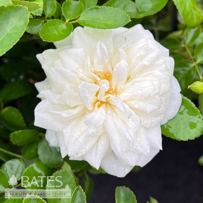 #2 Rosa Grace N&#39; Grit &#39;White&#39;/ Shrub Rose - No Warranty