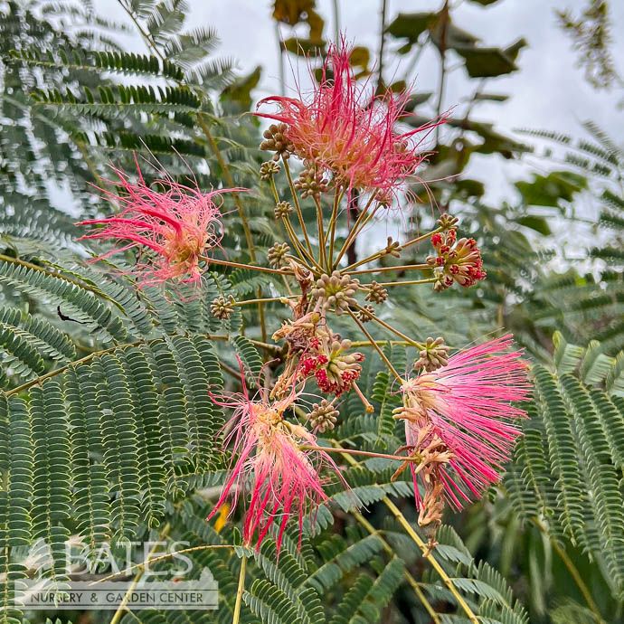 #15 Albizia jul E.H. Wilson/ Mimosa Tree