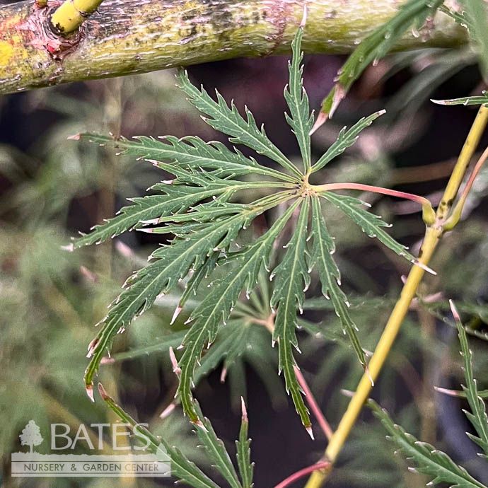#7 Acer pal var diss Hana matoi/ Pink Variegated Japanese Maple