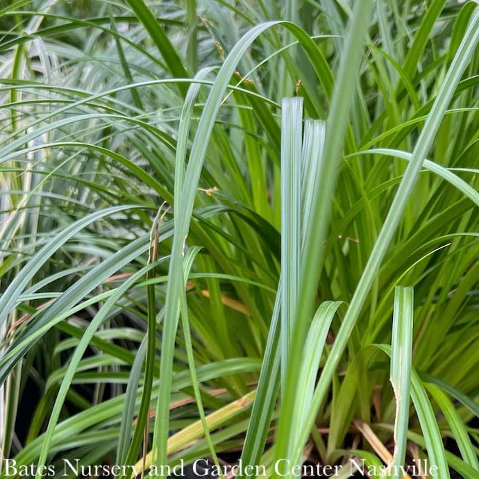 #1 Grass Carex x Ribbon Falls/ Sedge