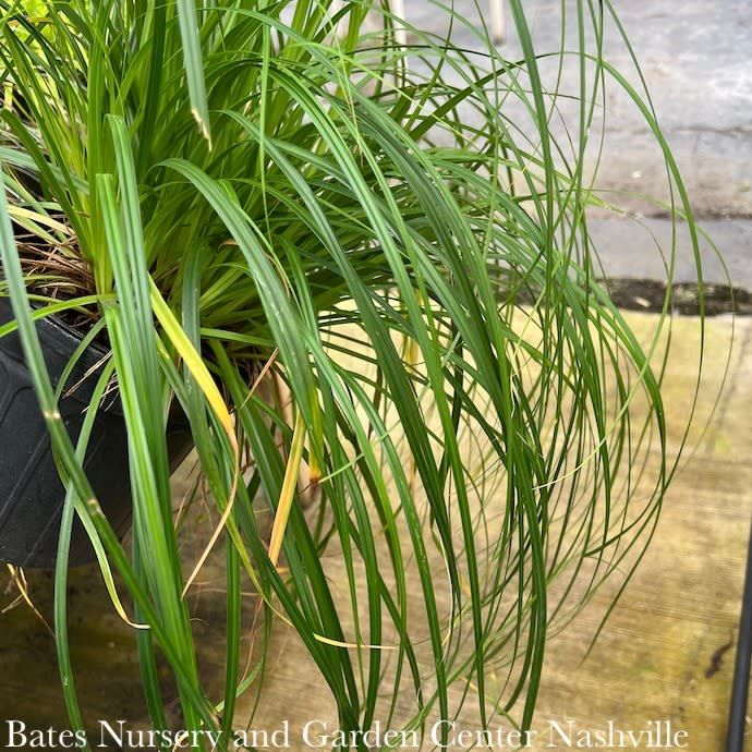 #1 Grass Carex x Ribbon Falls/ Sedge