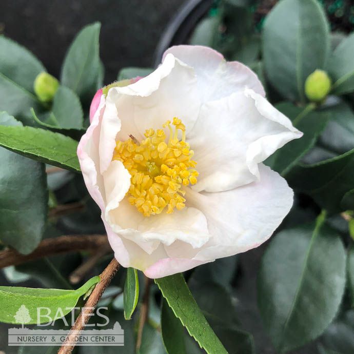 #3 Camellia x Long Island White/ Single - No Warranty