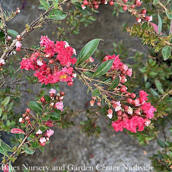 #3 Lagerstroemia Cherry Dazzle/ Cherry-red Dwarf Crape Myrtle