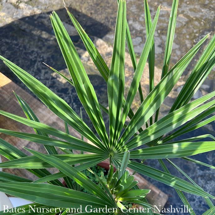 Tropical #7 Palm Trach Fortunei/ Windmill