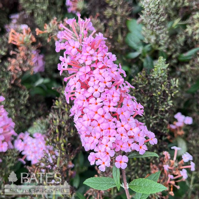 #3 Buddleia Monarch Princess Pink/ Butterfly Bush
