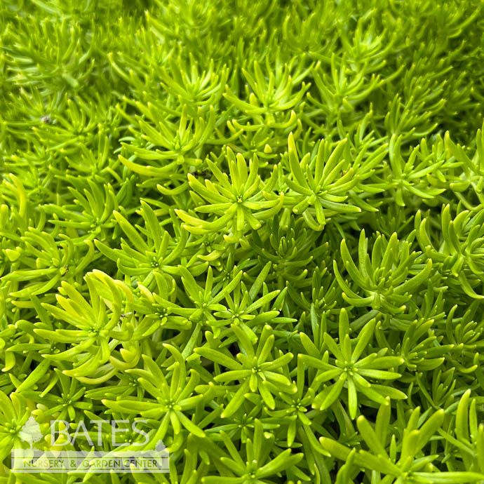 #1 Sedum mexicanum Lemon Ball/ Stonecrop