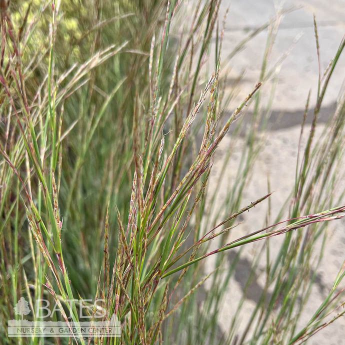 #1 Grass Schizachyrium scop Ha Ha Tonka/ Little Bluestem Native (TN)