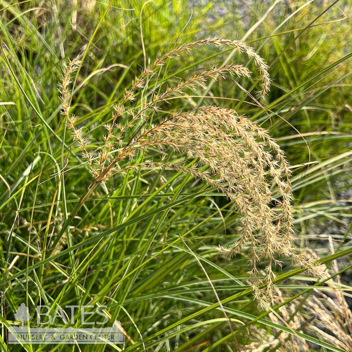 #3 Grass Miscanthus sine Gracillimus/ Maiden