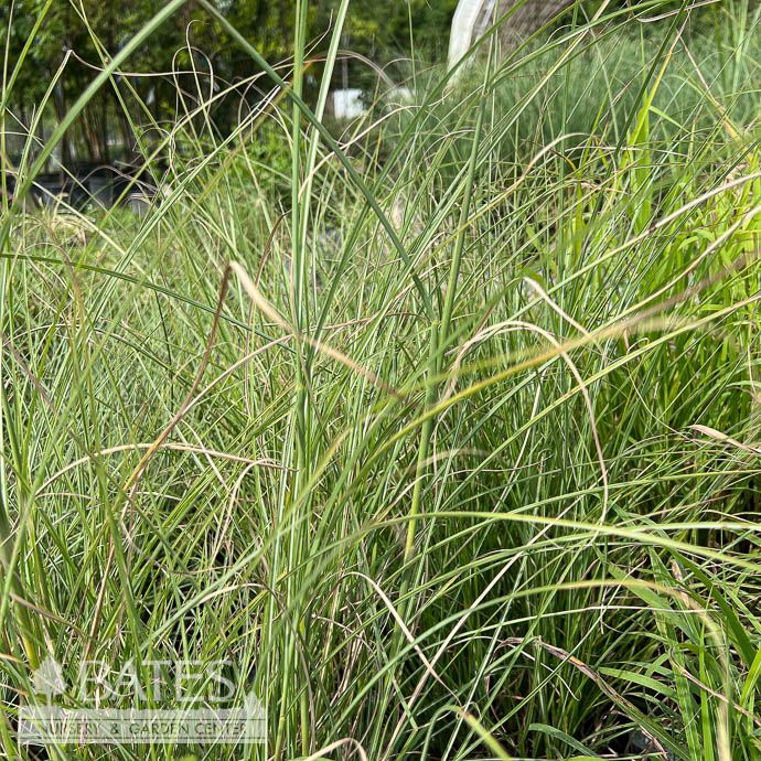 #3 Grass Miscanthus sine Gracillimus/ Maiden