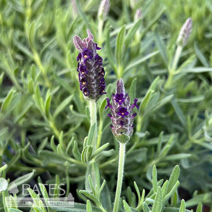 #1 Lavandula Anouk Deluxe 173/ Dark Purple Spanish Lavender - No Warranty