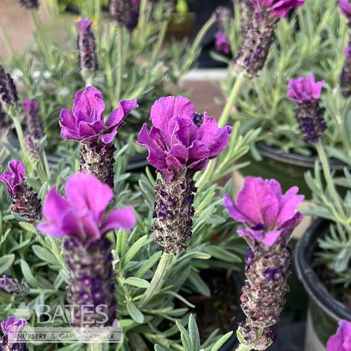 #1 Lavandula Anouk Purple Medley/ Spanish Lavender - No Warranty