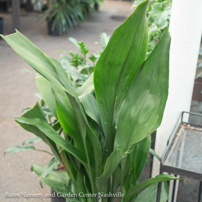#3 Aspidistra elatior/ Cast Iron Plant