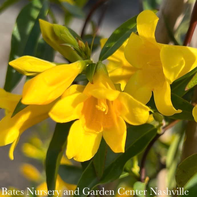 #3 Gelsemium sempervirens/ Carolina Jessamine, Jasmine Native (TN)