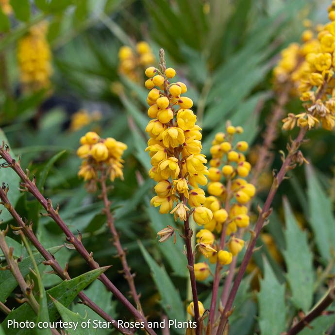 #3 Mahonia x Funky Flow/ Hybrid