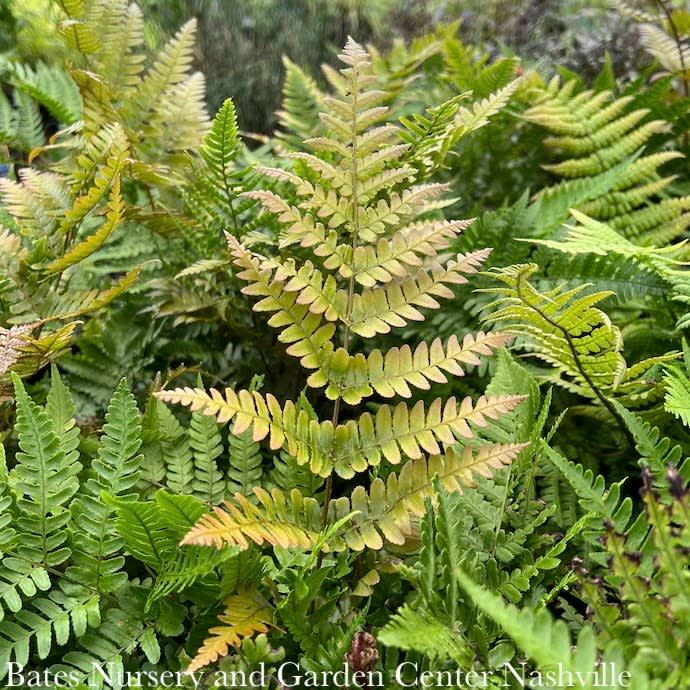 #1 Dryopteris erythrosora/ Autumn Fern