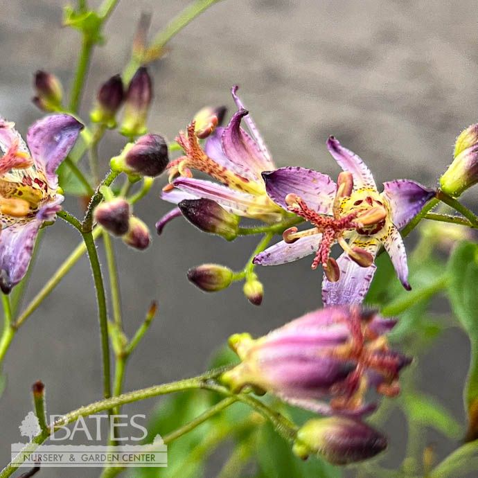 #1 Tricyrtis form Seiryu/ Toad Lily