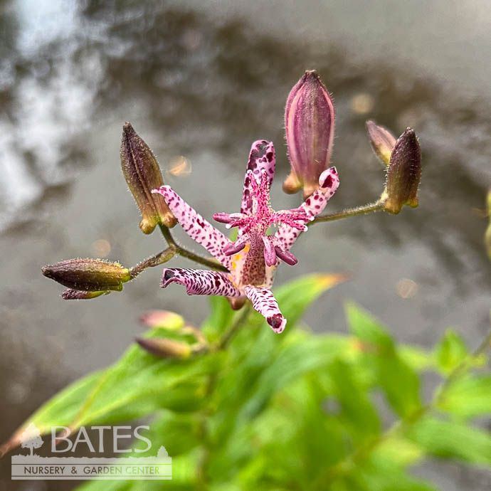 #1 Tricyrtis x Sinonome/ Purple, White Toad Lily