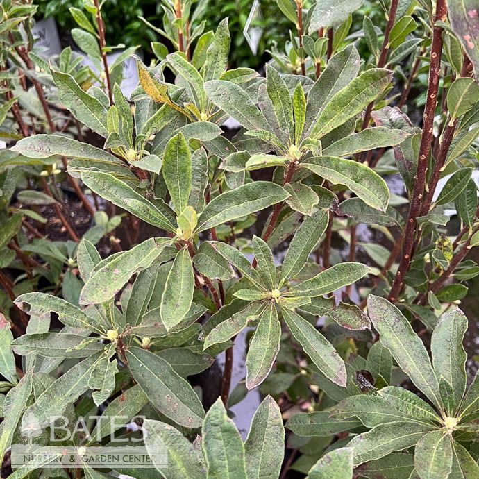 #3 Rhododendron austrinum/ Florida Flame Deciduous Azalea Native (R)