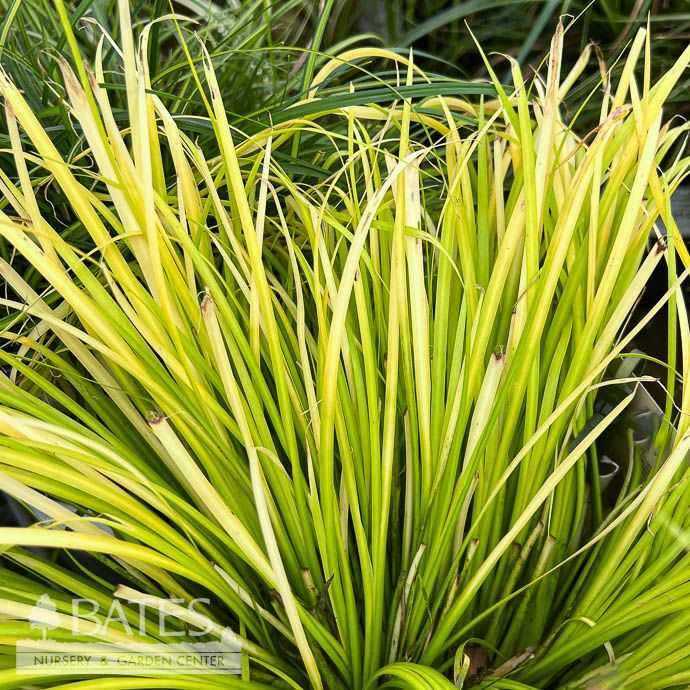 #1 Grass Acorus gram Minimus Aureus/ Dwarf Golden Sweet Flag