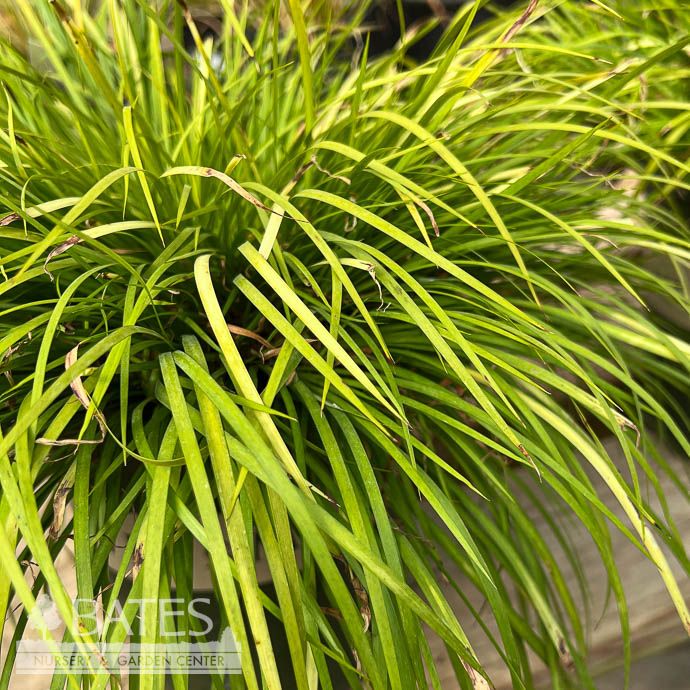 #1 Grass Acorus gram Minimus Aureus/ Dwarf Golden Sweet Flag