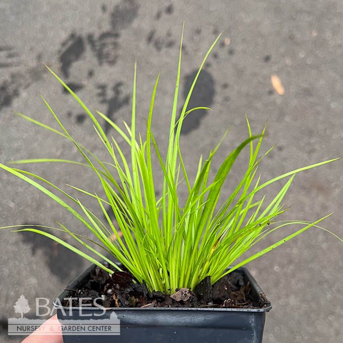 4P Grass Acorus gram Minimus Aureus/ Dwarf Golden Sweet Flag