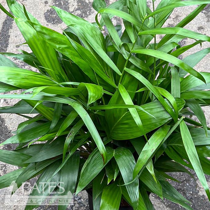 10p! Palm Cham x Florida Hybrid /Bamboo Palm /Tropical