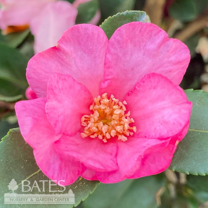 #3 Camellia x Long Island Pink/ Single - No Warranty