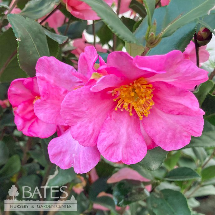 #3 Camellia x Long Island Pink/ Single - No Warranty