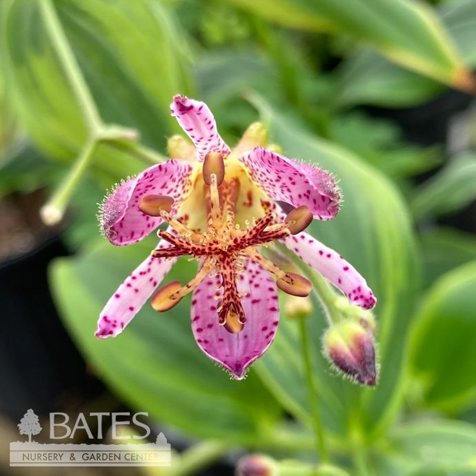 #1 Tricyrtis formosana Samurai/ Toad Lily