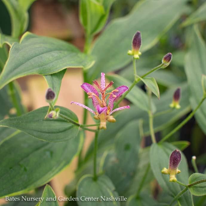 #1 Tricyrtis formosana Samurai/ Toad Lily