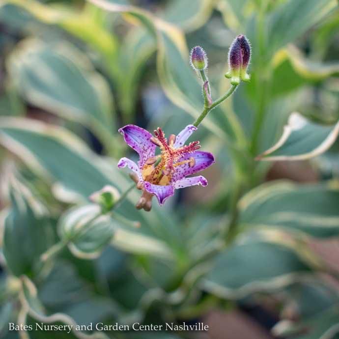 #1 Tricyrtis formosana Samurai/ Toad Lily