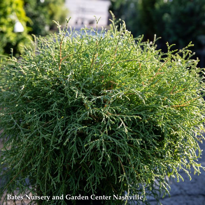 #2 Thuja occ Mr. Bowling Ball/ Globe Arborvitae