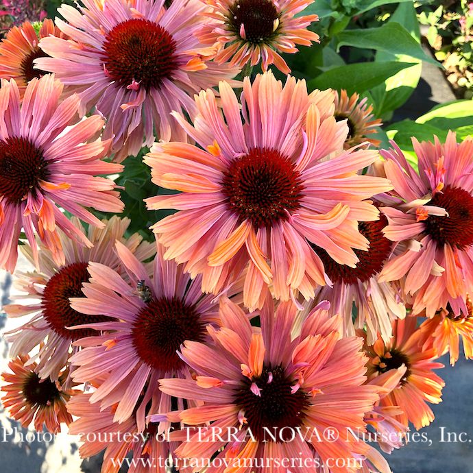 #1 Echinacea x Fresco Apricot/ Coneflower