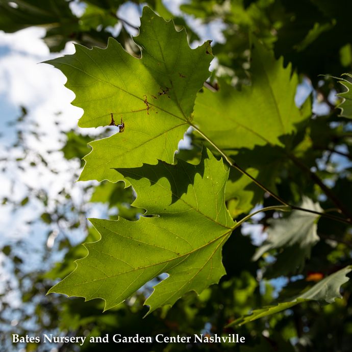 2.5&quot; caliper Platanus x acer Exclamation/ London Planetree