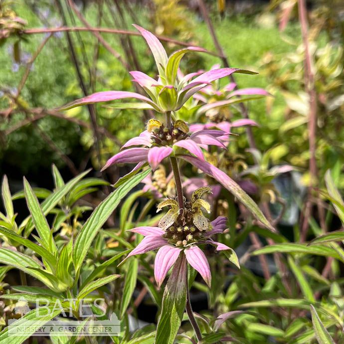 4P Monarda punctata/ Horse Mint, Spotted Beebalm Native (TN)