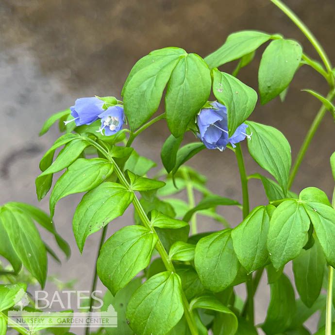 4p Polemonium reptans NGN/ Jacob&#39;s Ladder Native (TN)