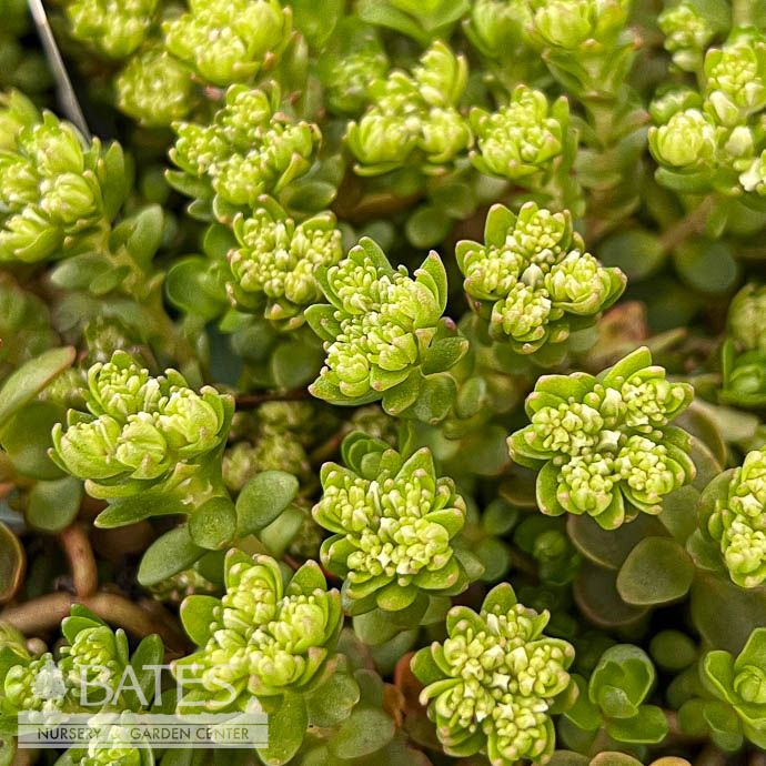 QP Sedum ternatum/ Woodland Stonecrop Native (TN)