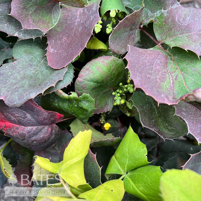#2 Mahonia repens Darkstar/ Creeping Oregon Grape