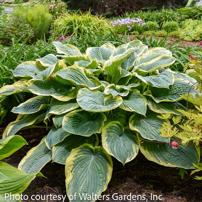 #1 Hosta PW Gigantosaurus/ Variegated