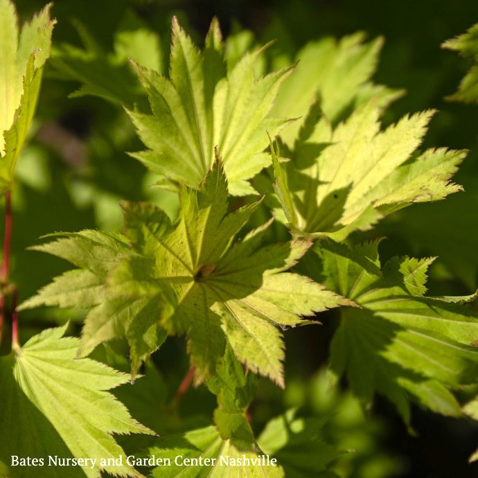 Topiary Patio Tree #5 Acer shir Aureum/ Golden Fullmoon Maple
