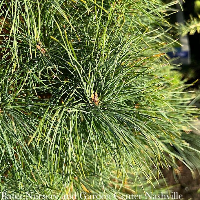 4-5&#39; ft Pinus strobus/ Eastern White Pine Native (TN) - No Warranty