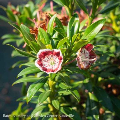 3 Kalmia latifolia Minuet/ Dwarf Mountain Laurel Native (TN) - No