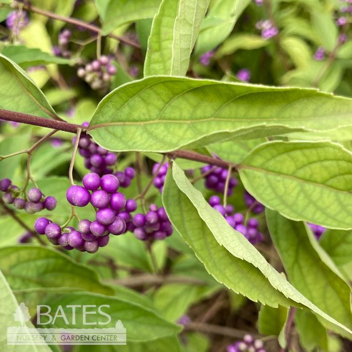 #7 Callicarpa dichotoma Early Amethyst/ Beautyberry