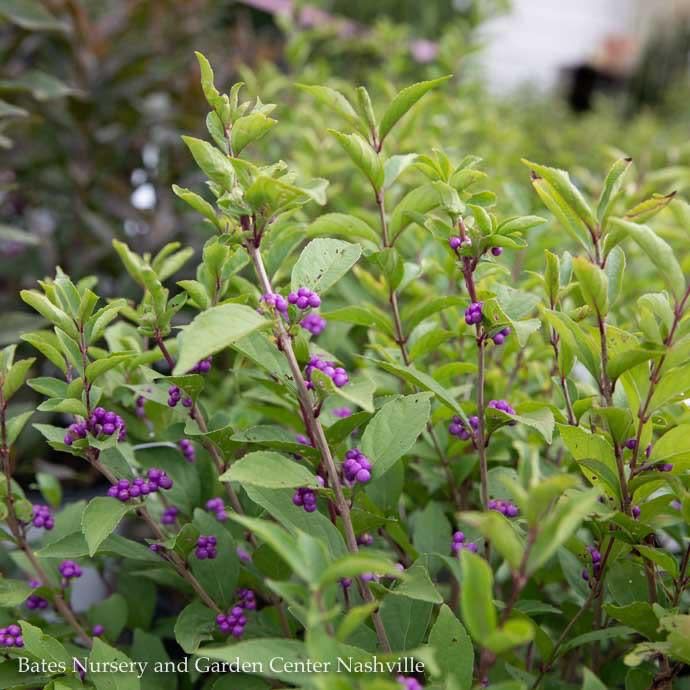#7 Callicarpa dichotoma Early Amethyst/ Beautyberry