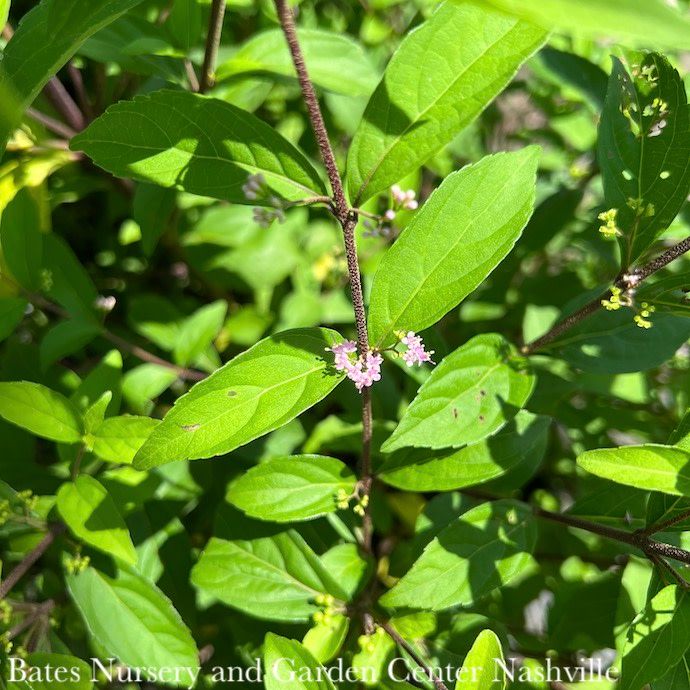 #7 Callicarpa dichotoma Early Amethyst/ Beautyberry