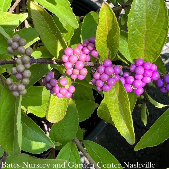 #7 Callicarpa dichotoma Issai/ Beautyberry