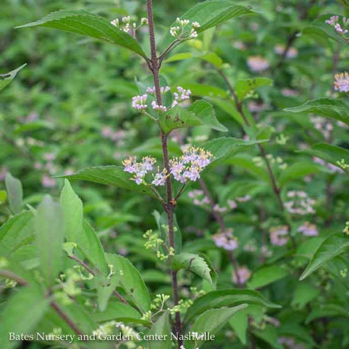 #7 Callicarpa dichotoma Issai/ Beautyberry