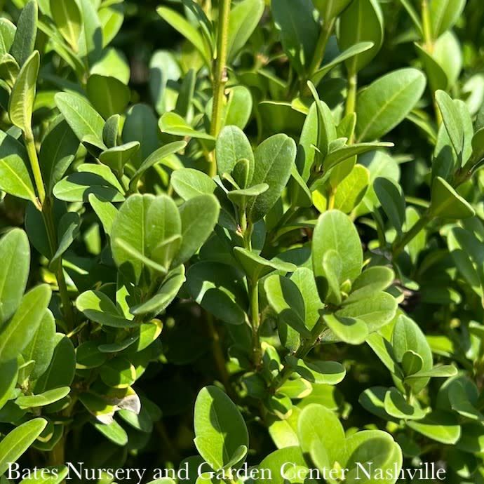 18-21&quot; Buxus x Green Mountain/ Boxwood